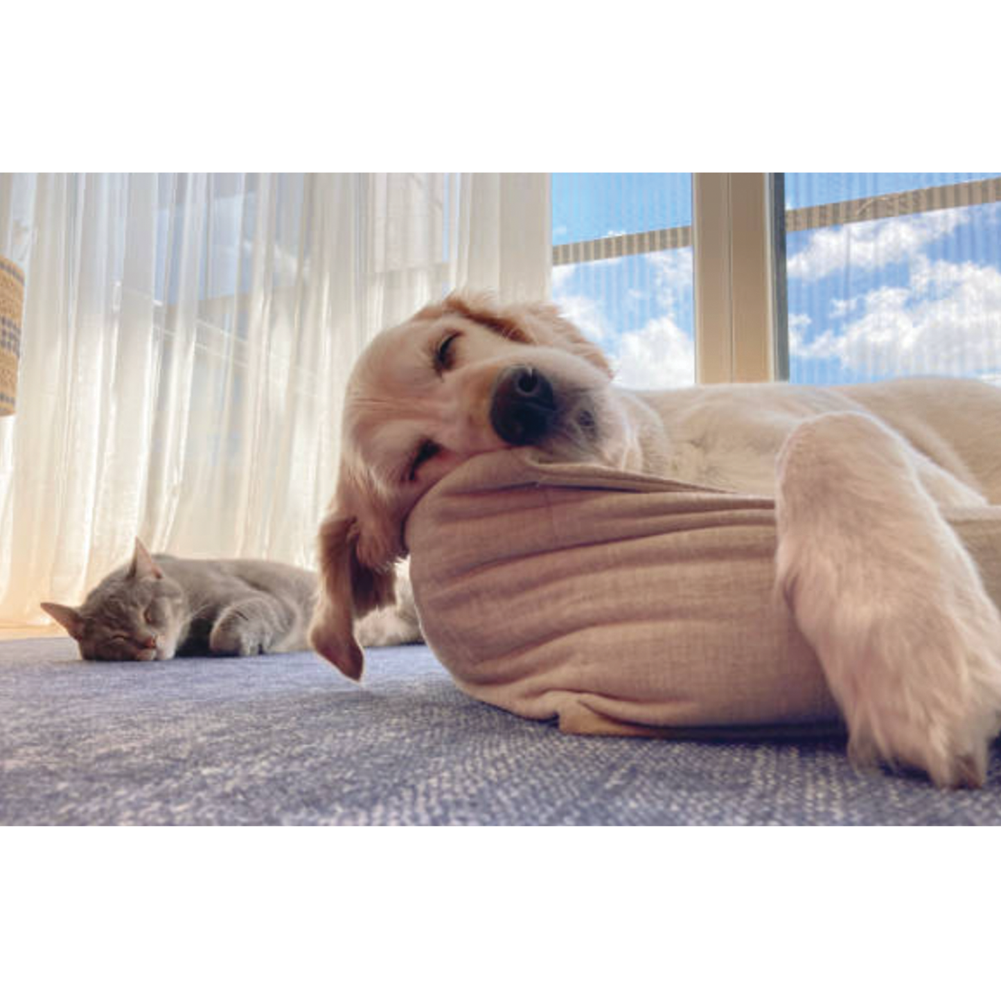 UBAVET Ubacalm Calming and Stress Relief Soft Dog Chews